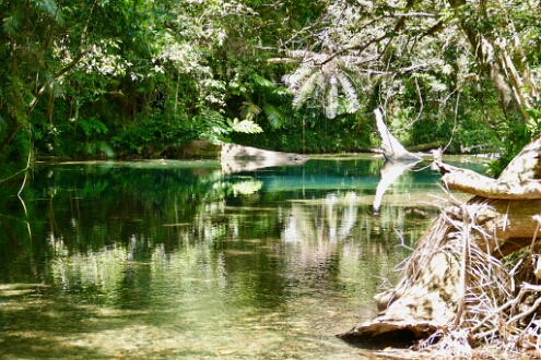 P1010065 Blue Hole Daintree regenwoud.
